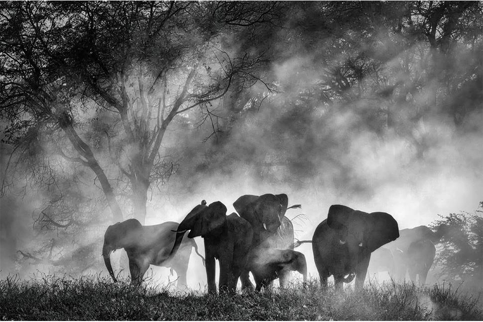Ghost Elephants Still 1 696B5499Ac746