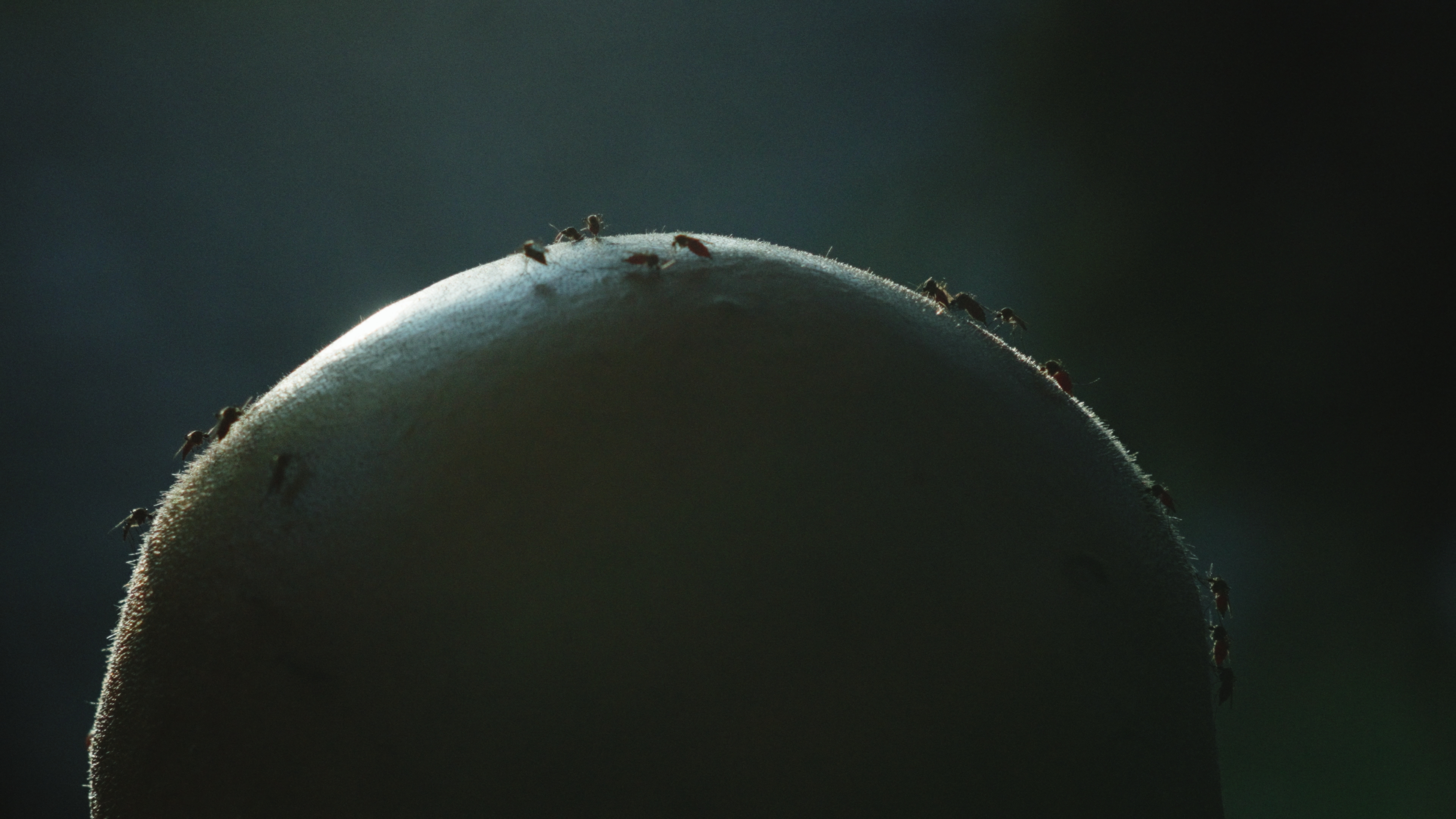 Laksumine Orgu Still2