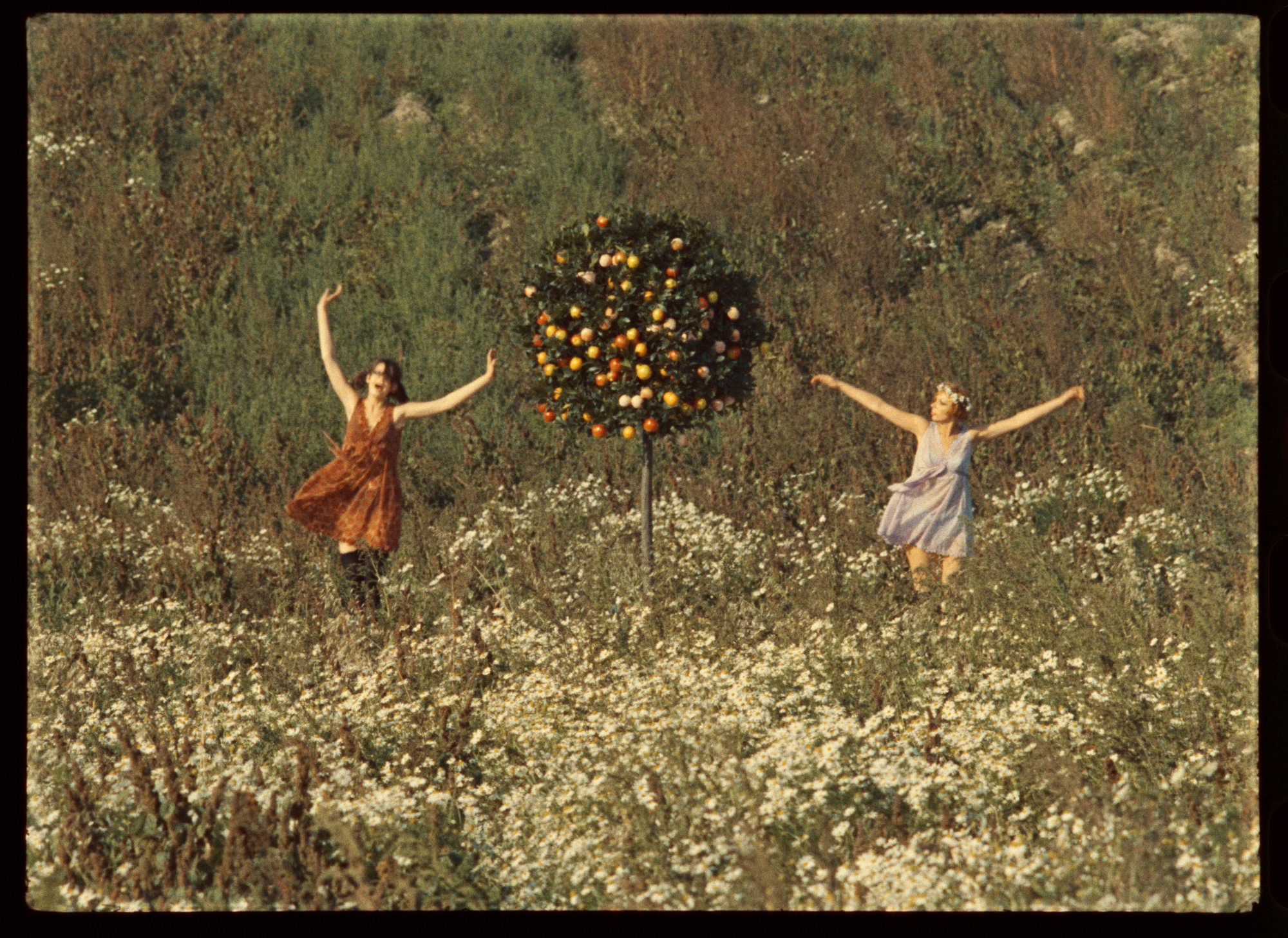 Sedmikrasky Fotky Dra Rec1886 0091769