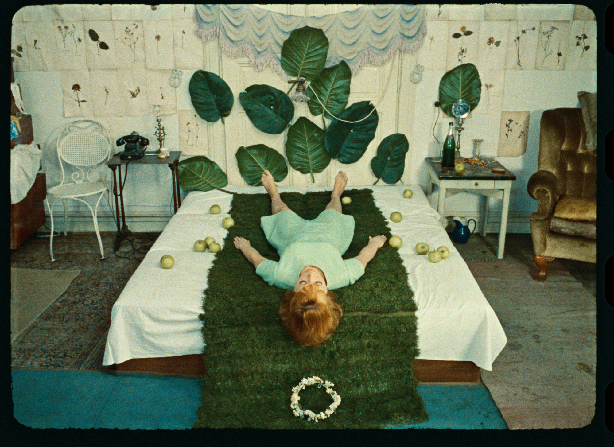 Sedmikrasky Fotky Dra Rec1886 0115498