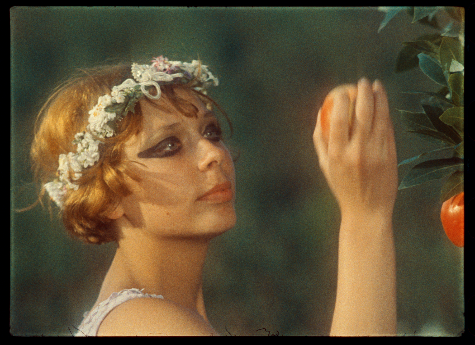 Sedmikrasky Fotky Dra Rec1886 0092012