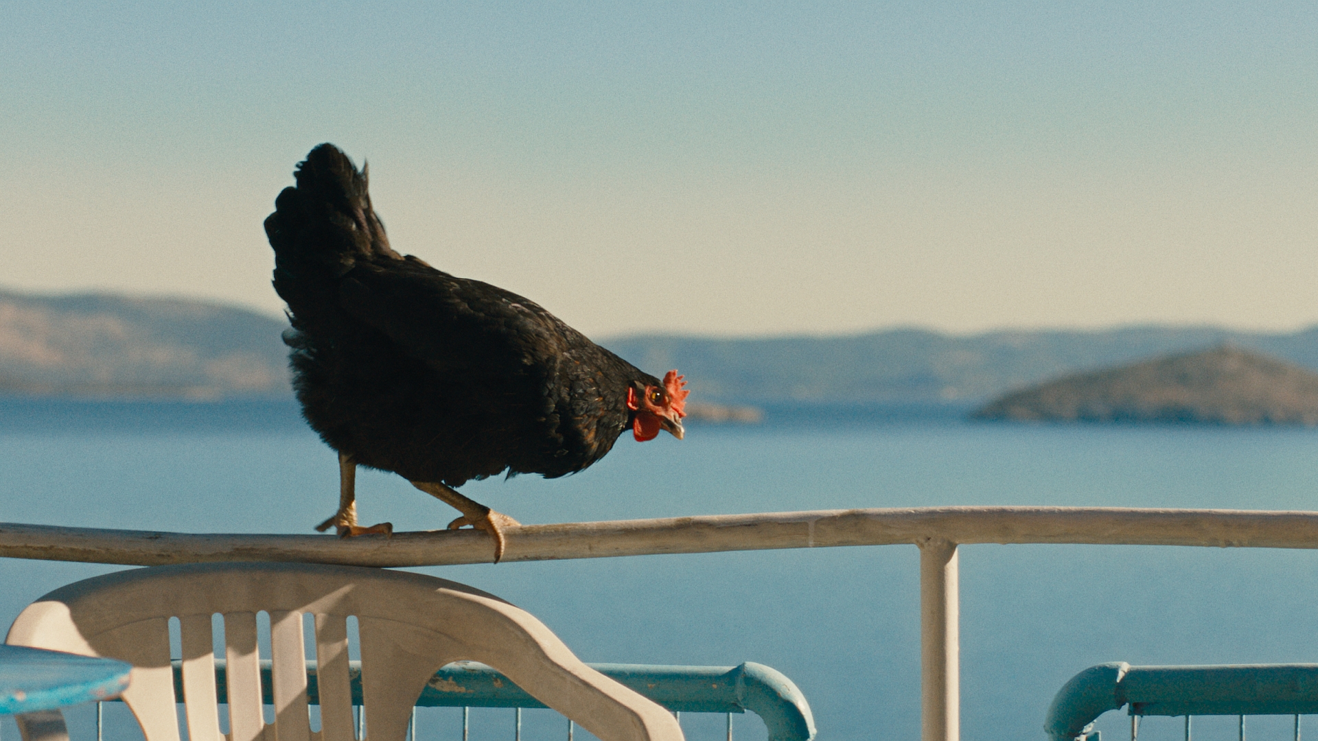 Hen 02