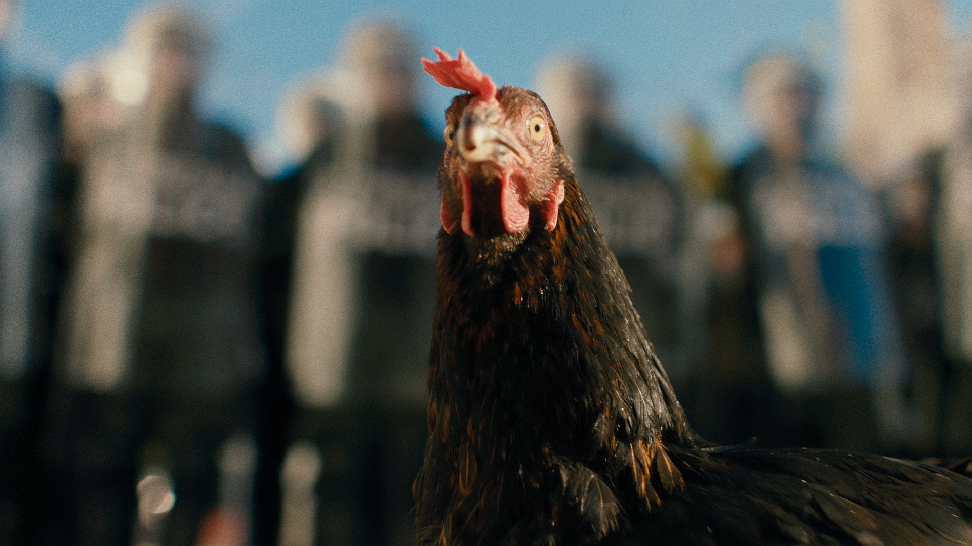 Hen 05