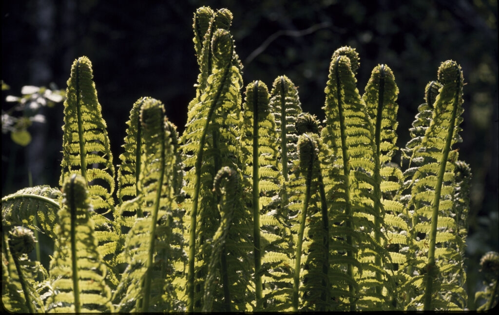 Autor Fred Jüssi2 1024X648